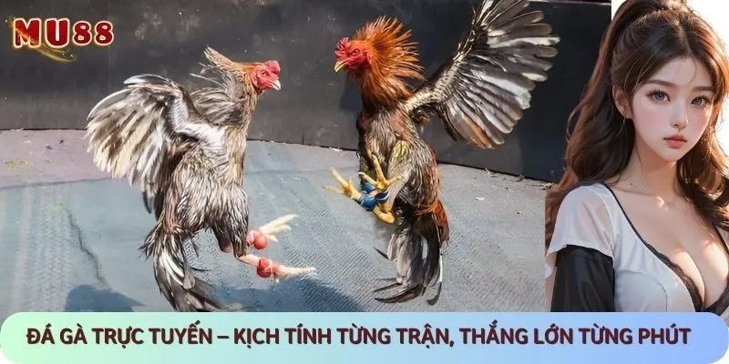 Sảnh đá gà trực tuyến thu hút triệu lượt truy cập mỗi ngày